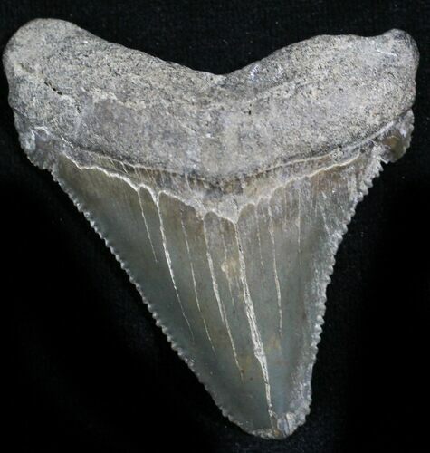 Serrated Angustidens Tooth - Megalodon Ancestor #27765